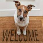 Jack Russell Terrier dog sitting on welcome mat